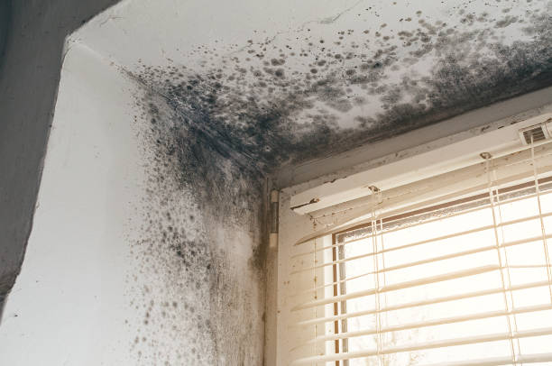 Affordable Hvac And Air Duct Mold Remediation solutions in Hopewell, VA